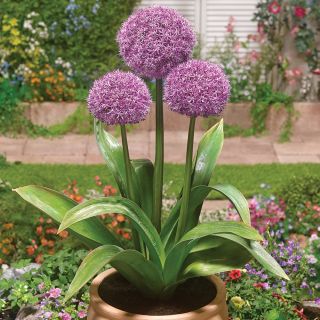 Party Balloons Allium Thumbnail